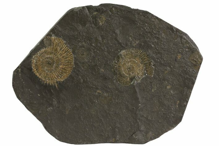 Dactylioceras Ammonite Plate - Posidonia Shale, Germany #79313